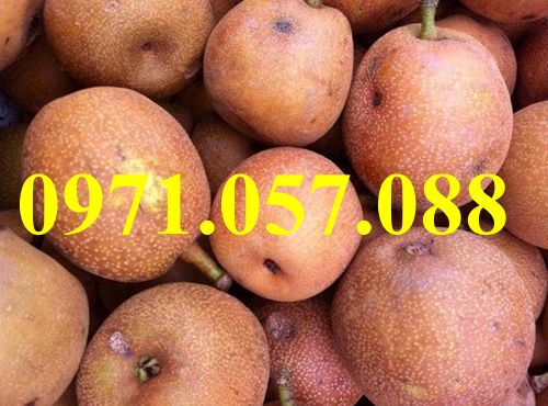 CÂY GIỐNG LÊ NÂU (MẮC CỌP)